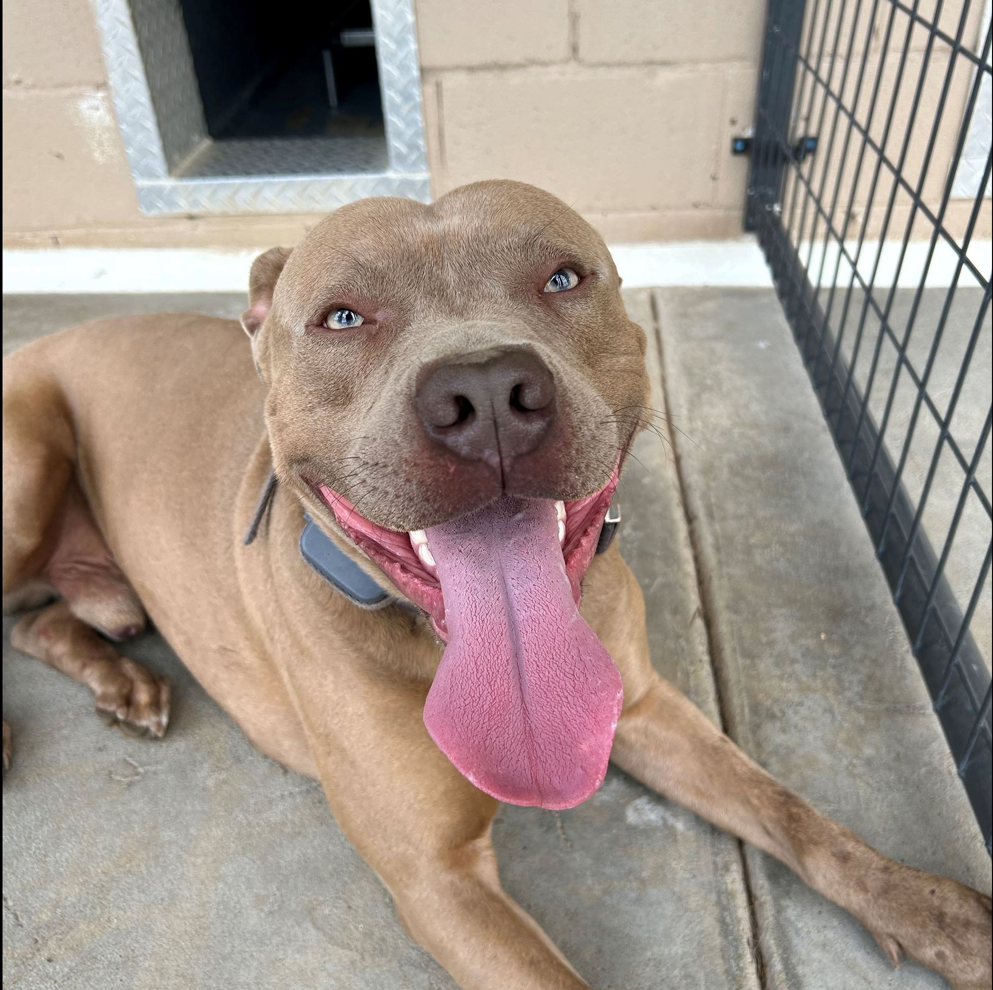 Bull Terrier 4.11.25